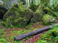 Schrägstehende bemooste Felsen